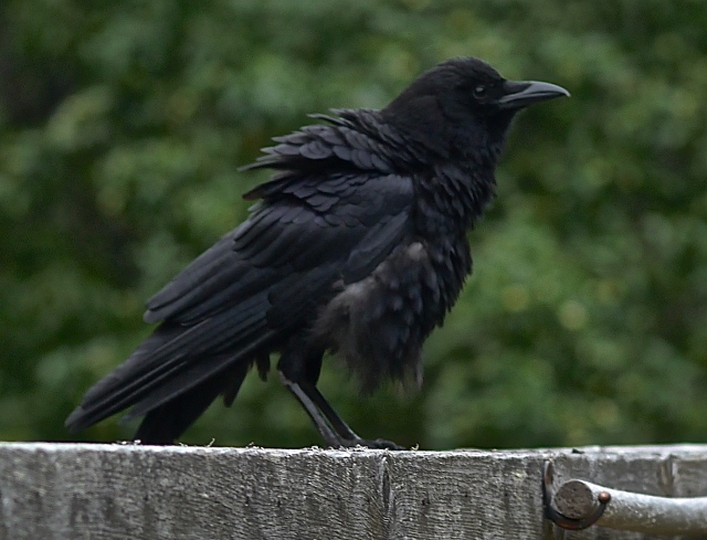 ruffled crow